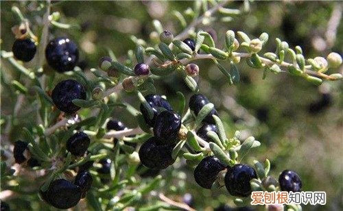 黑果枸杞怎么吃好怎么区分黑枸杞的真假