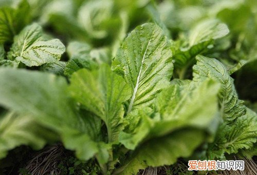 芥菜的腌制方法大全吃芥菜丝有什么好处