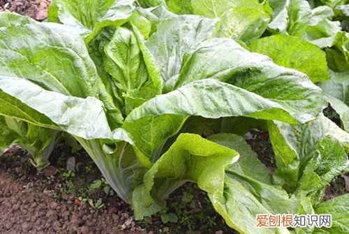 芥菜的腌制方法大全吃芥菜丝有什么好处