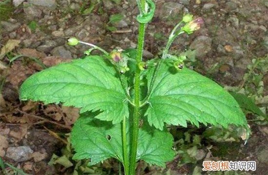 玄参的作用与功效玄参有副作用吗