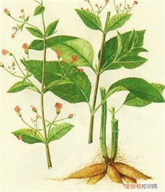 玄参的作用与功效玄参有副作用吗