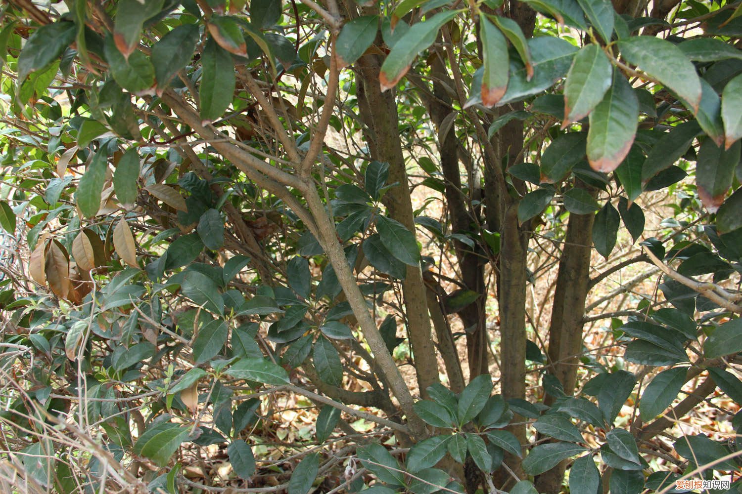 桂花修剪花枝的技巧 桂花怎么修剪开花多