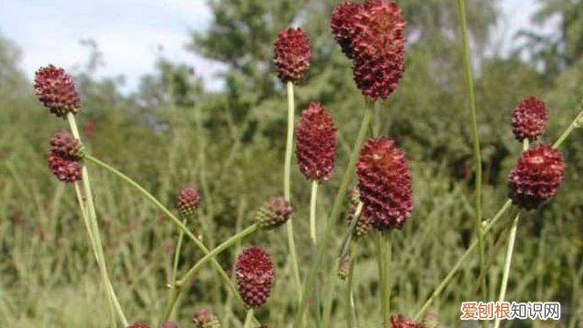 地榆的用途 地榆怎么养