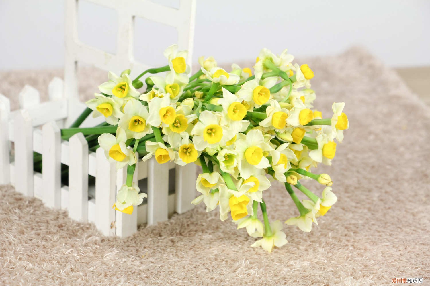 水仙花在水里多久开花 “水仙花”还能定时开花？你没看错，泡在水里就行