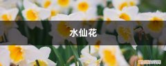 水仙花在水里多久开花 “水仙花”还能定时开花？你没看错，泡在水里就行