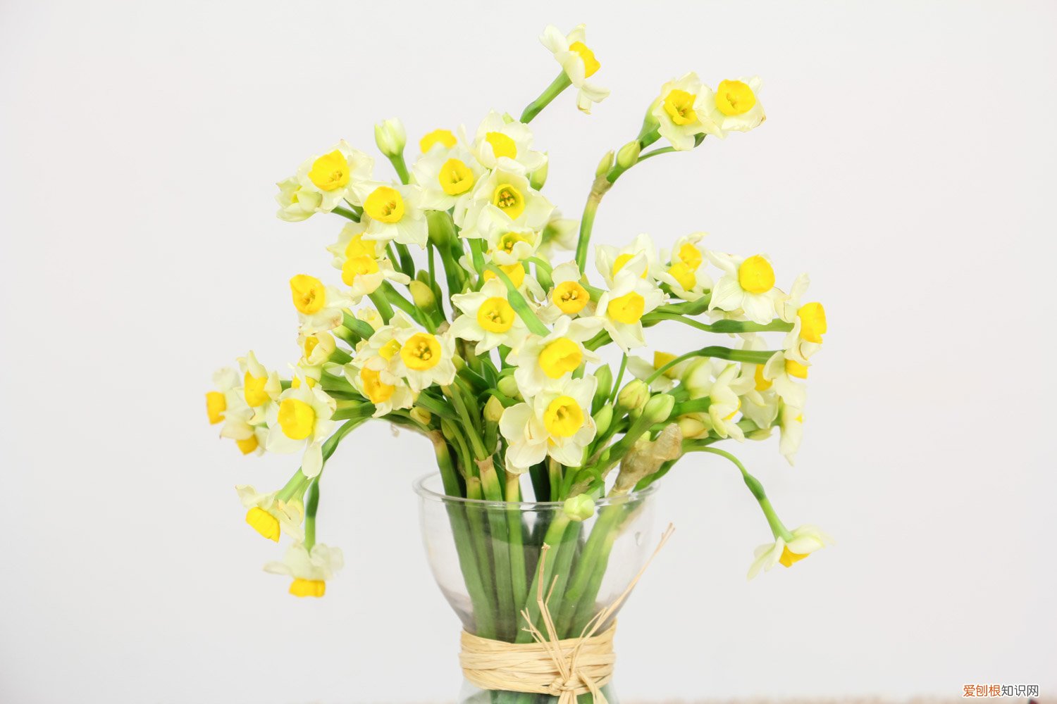 水仙花在水里多久开花 “水仙花”还能定时开花？你没看错，泡在水里就行