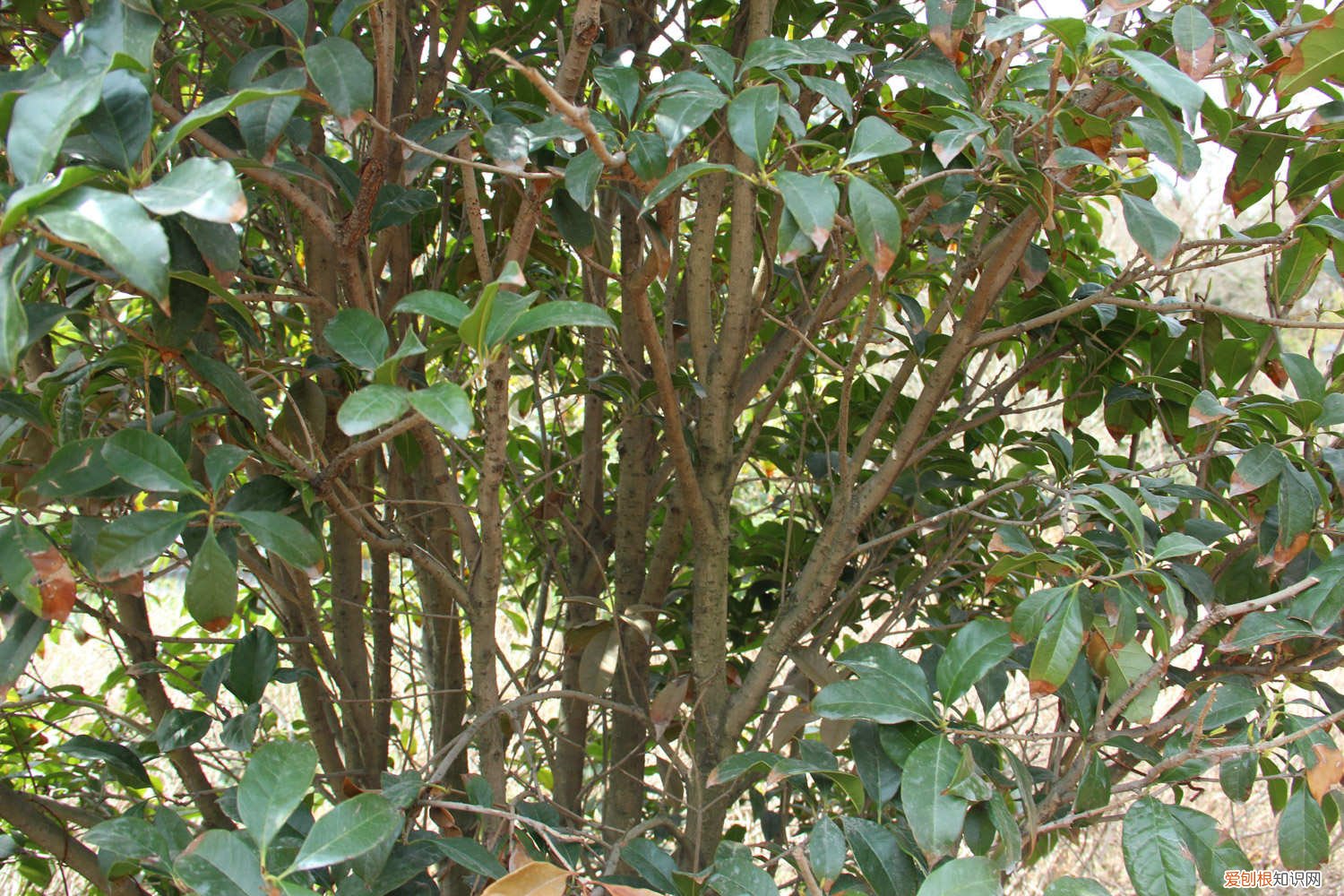 盆栽桂花施肥用什么肥料 怎样给盆栽桂花施肥