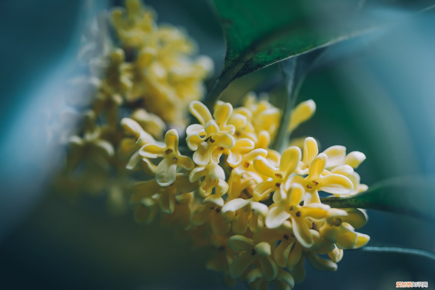 盆栽桂花施肥用什么肥料 怎样给盆栽桂花施肥