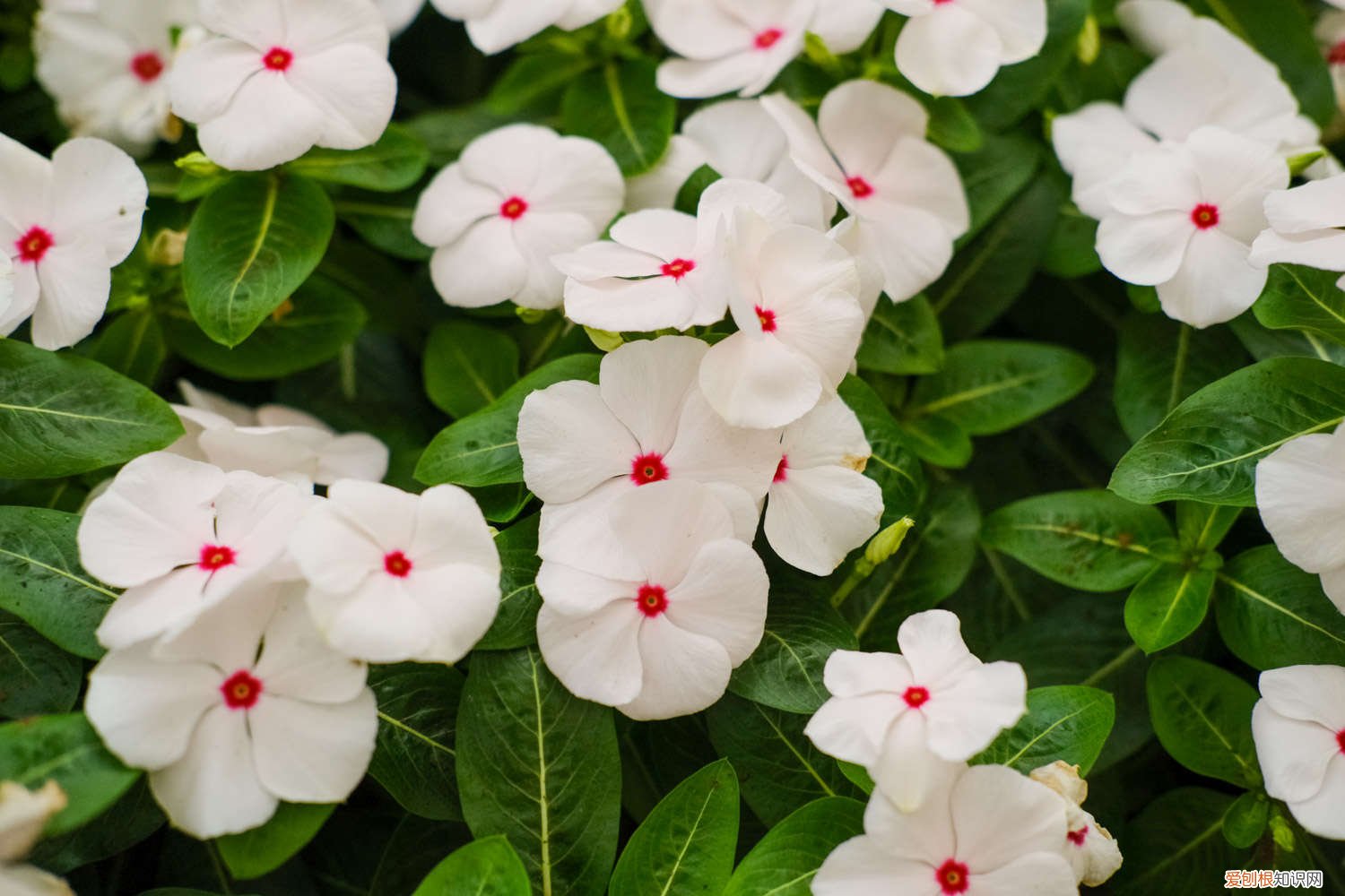 长春花的养殖方法和注意事项视频 长春花的养殖方法