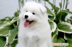 萨摩耶发情什么症状 萨摩耶发情的症状