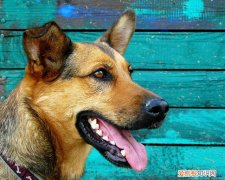 养边牧需要注意什么 养边牧的注意事项