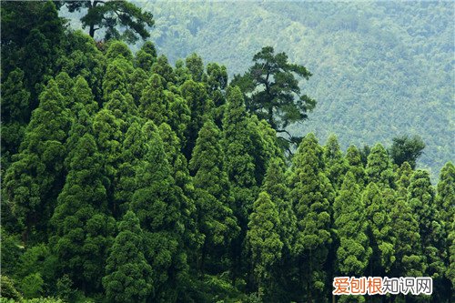 翠柏如何种植 翠柏养护注意事项