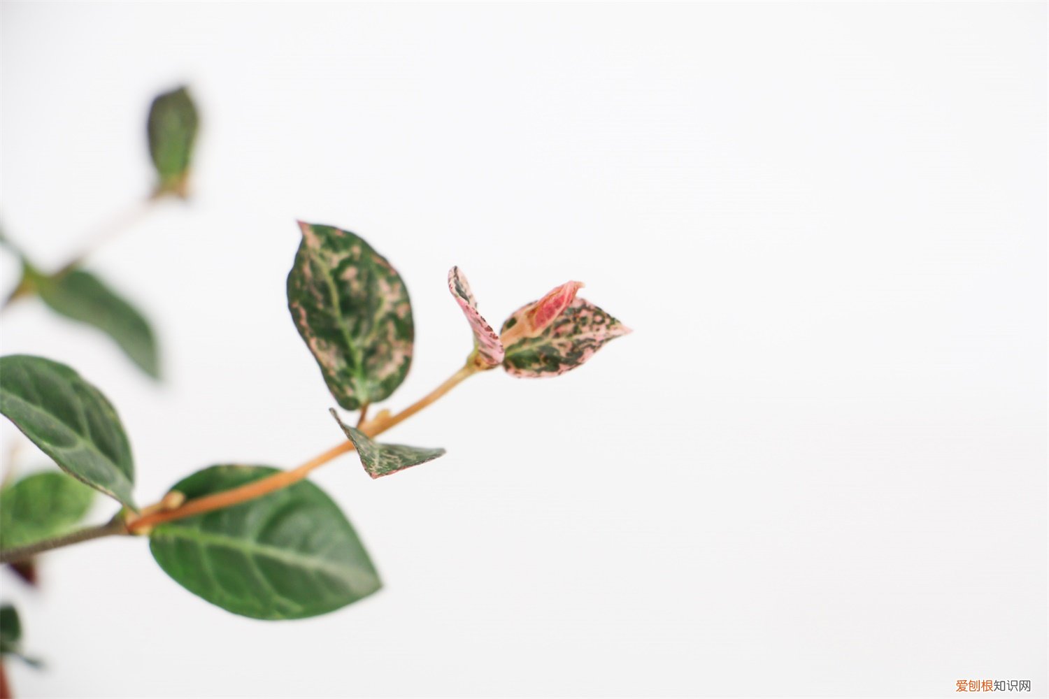 五彩络石怎么养 五彩络石怎么长粗