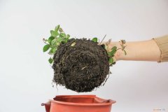 络石怎么养容易开花 五彩络石怎么养才开花