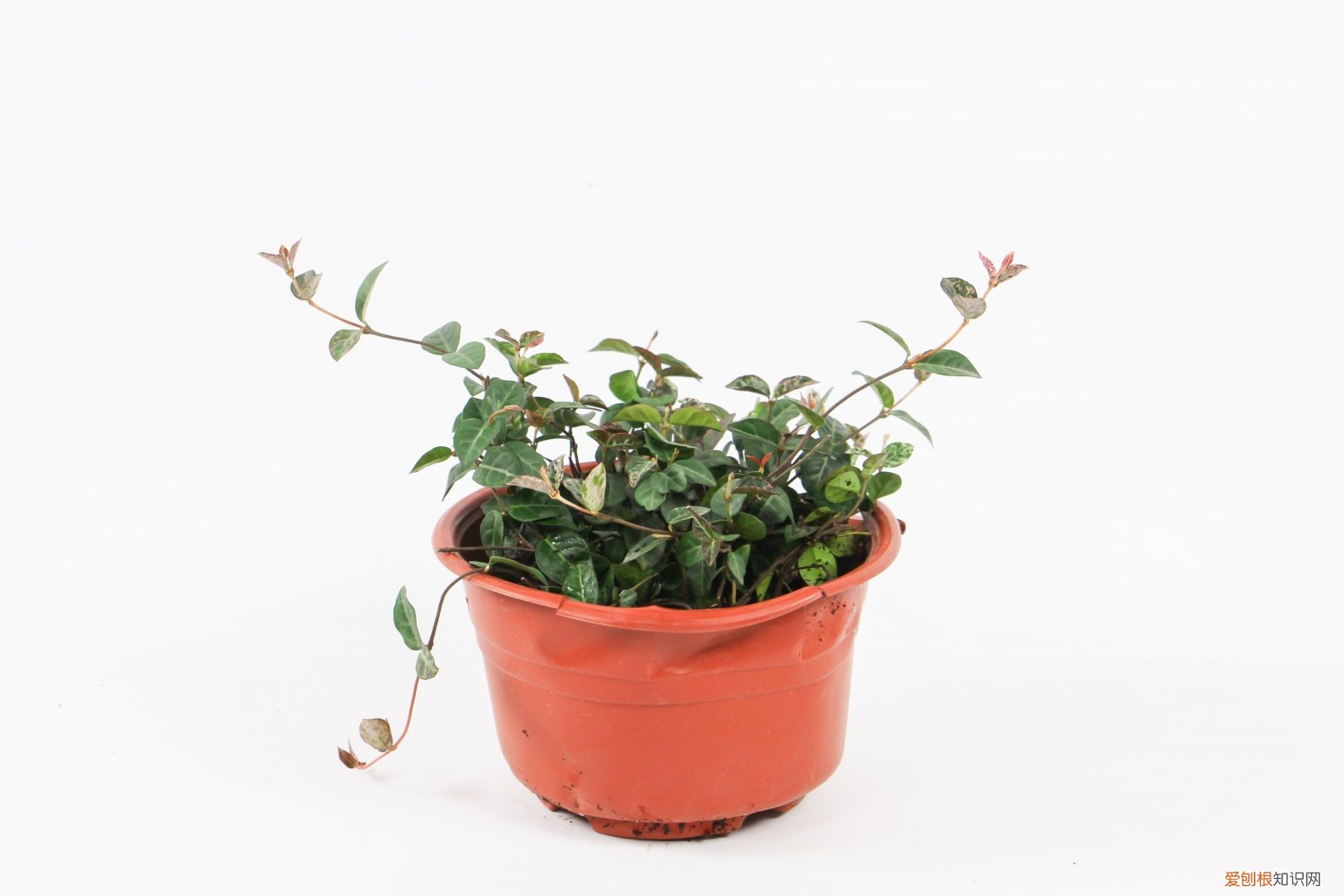 七彩络石怎么养 五彩络石怎么养