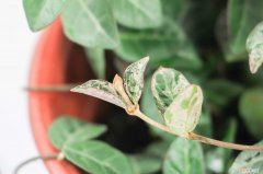 七彩络石怎么养 五彩络石怎么养