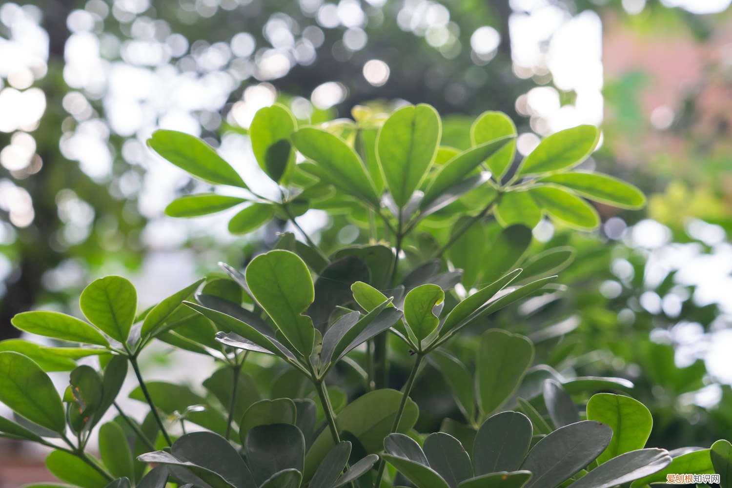 鸭掌木怎么养才能开花 鸭掌木怎么养