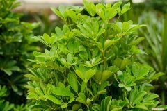 鸭掌木怎么养才能开花 鸭掌木怎么养