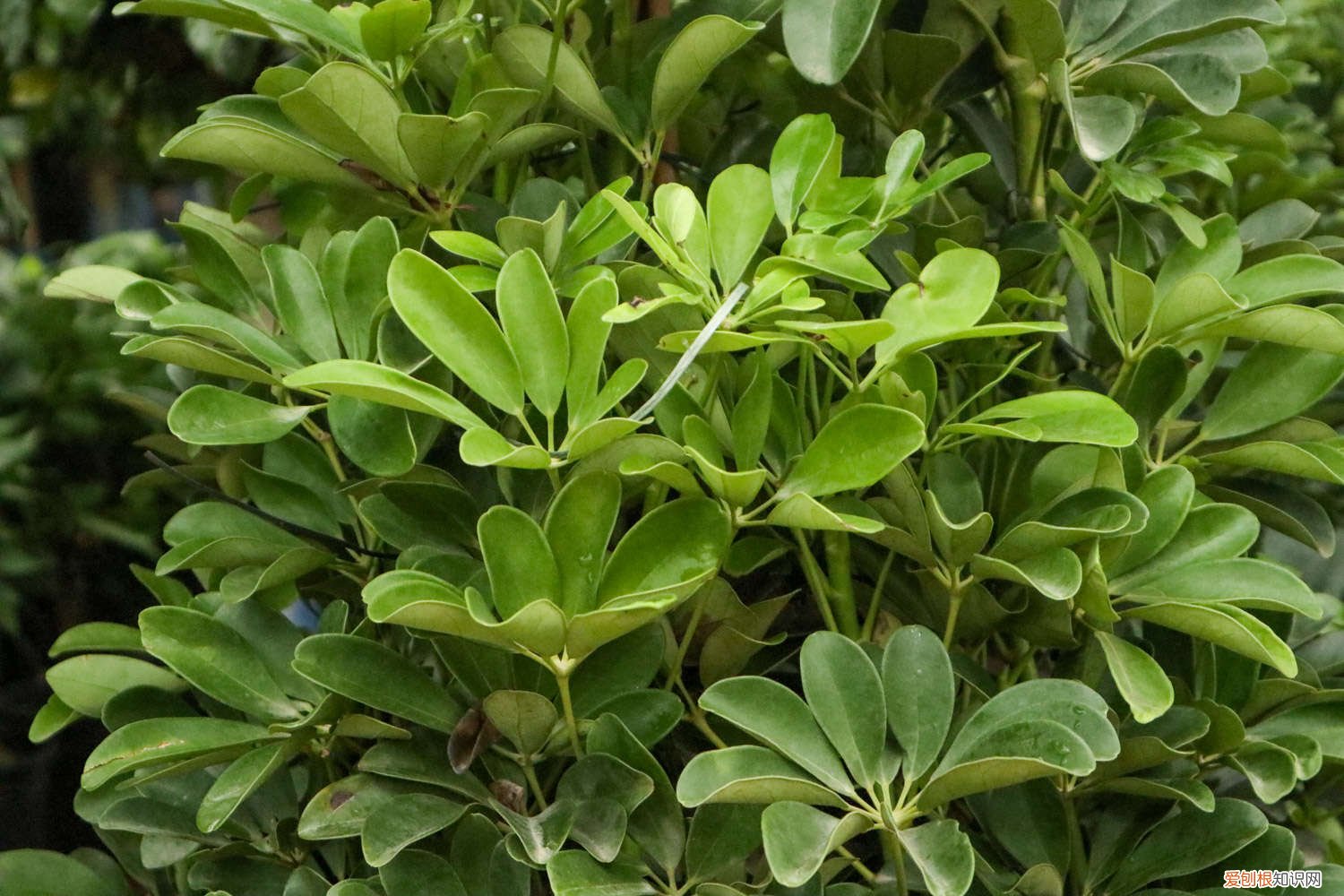 鸭掌木怎么养才能开花 鸭掌木怎么养