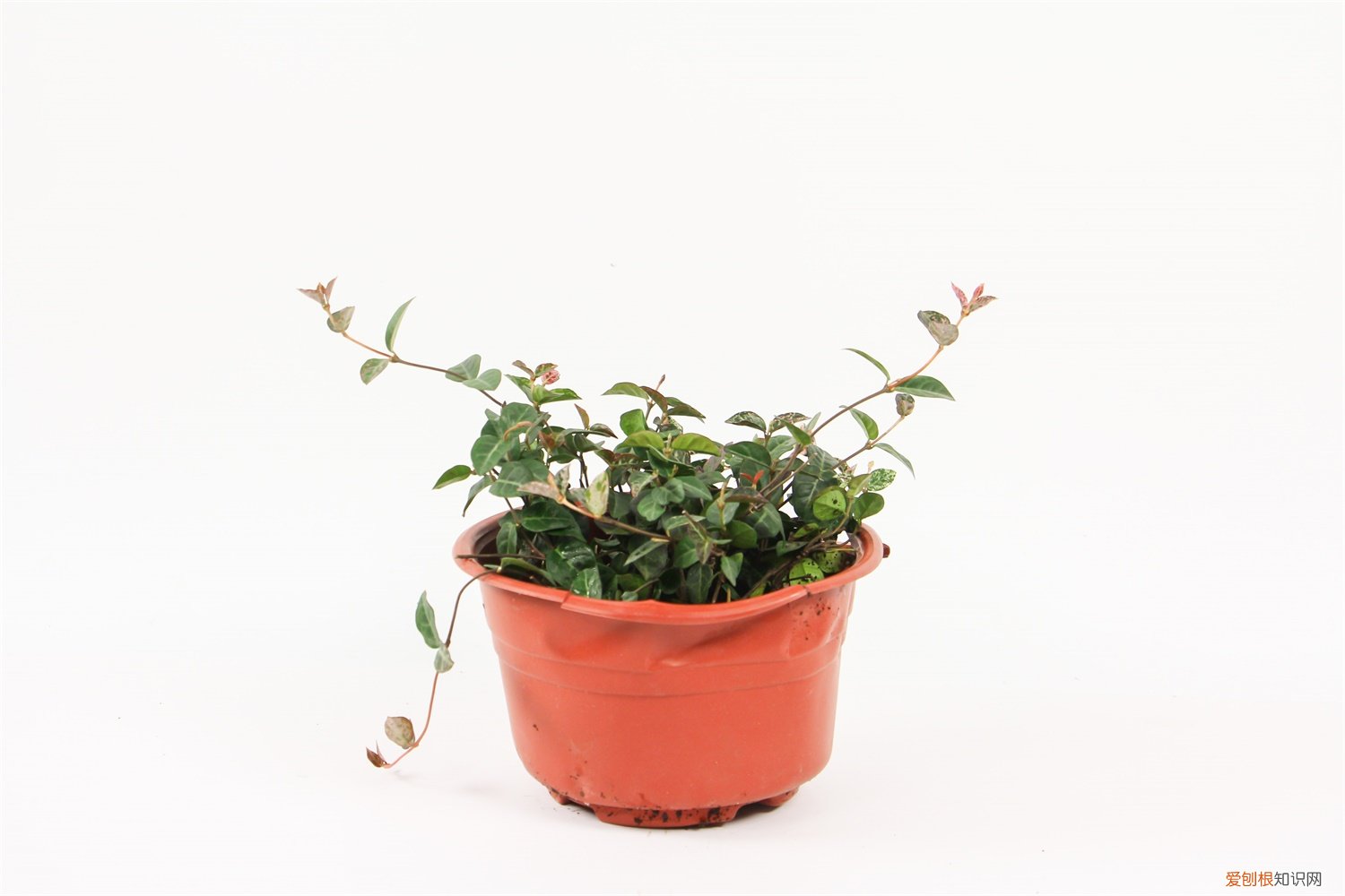 五彩络石的养殖方法 五彩络石怎么发根