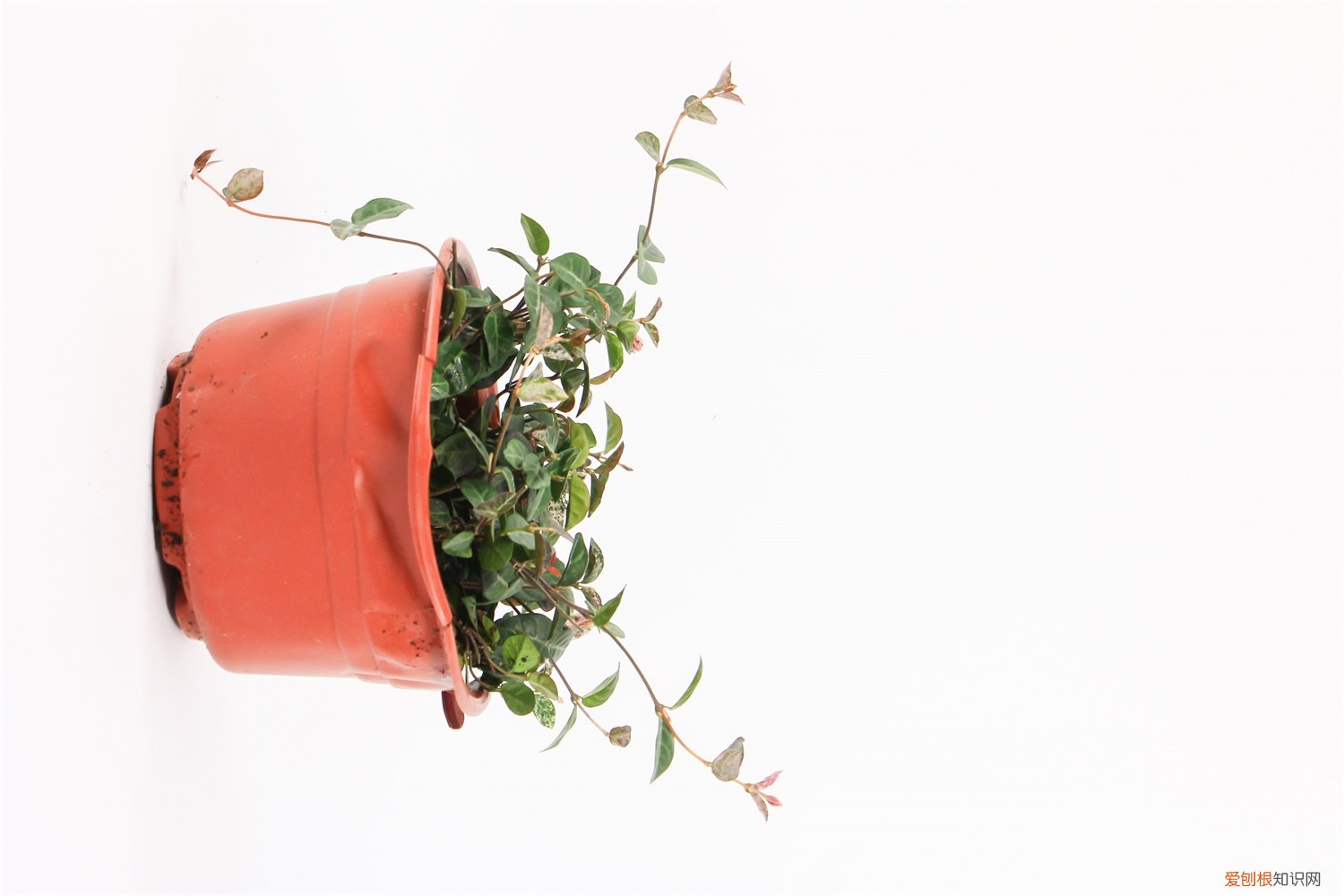 五彩络石怎么养 五彩络石怎么浇水