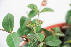 五彩络石怎么养 五彩络石怎么浇水