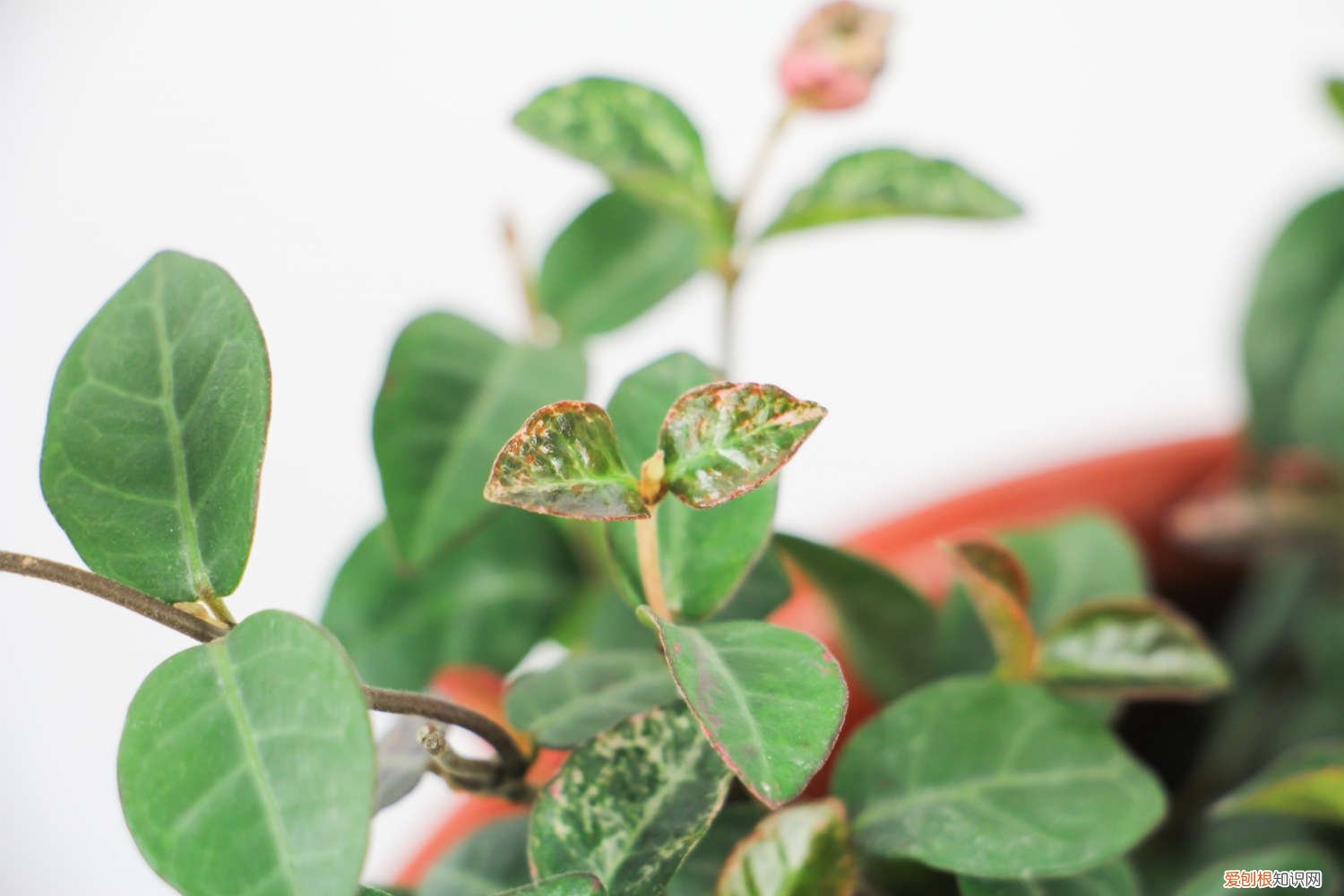 五彩络石怎么养 五彩络石怎么浇水