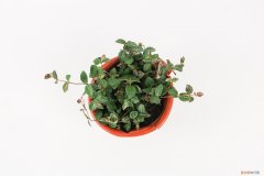 彩色络石怎么修剪 五彩络石用修剪吗