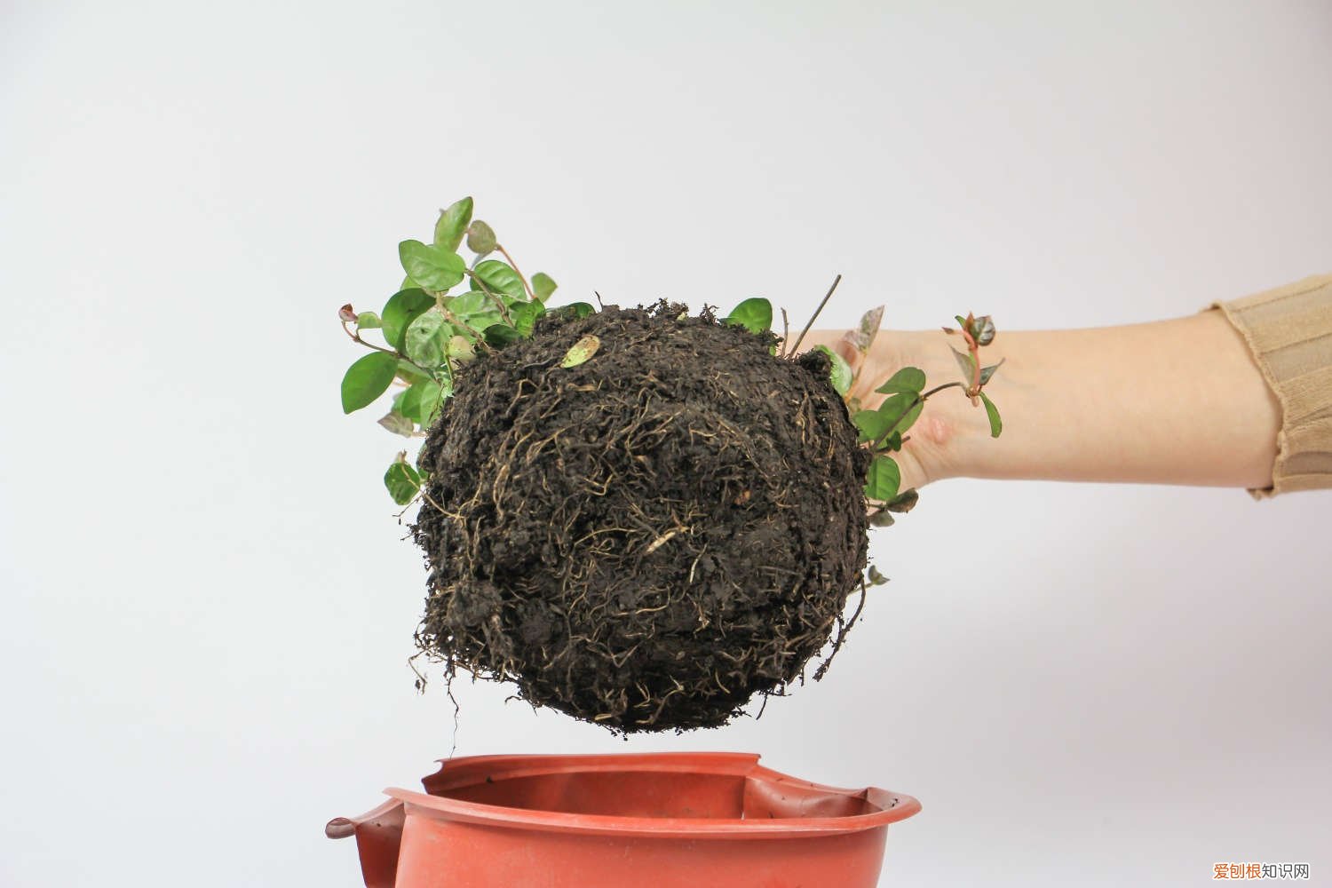 彩色络石怎么修剪 五彩络石用修剪吗