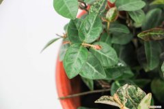 五彩络石与花叶络石 五彩络石为什么不开花