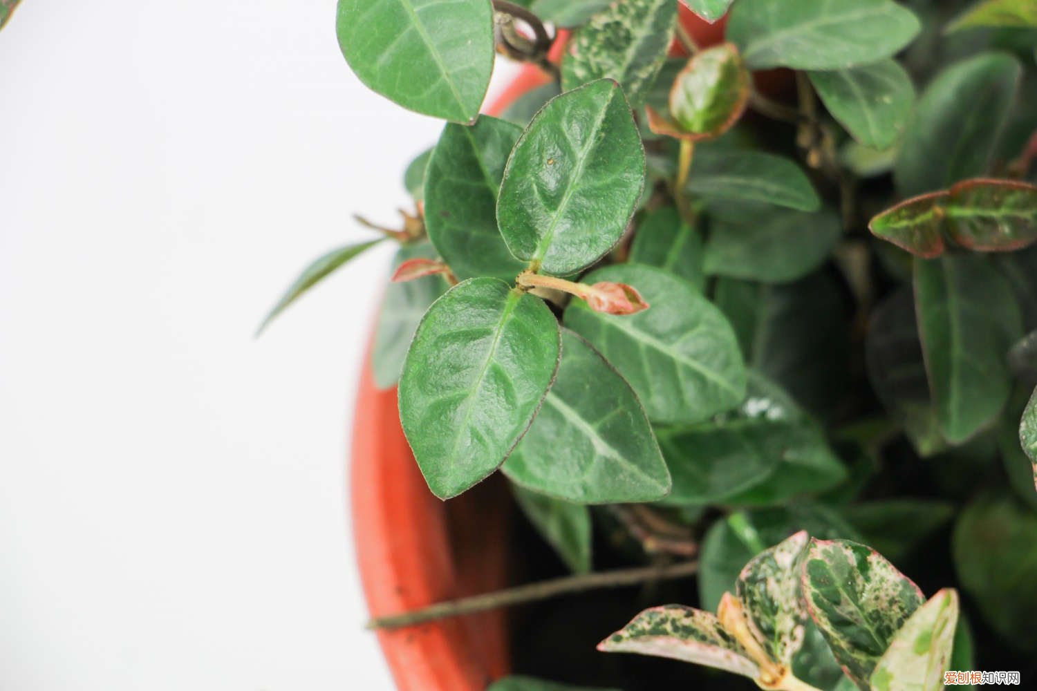 五彩络石与花叶络石 五彩络石为什么不开花