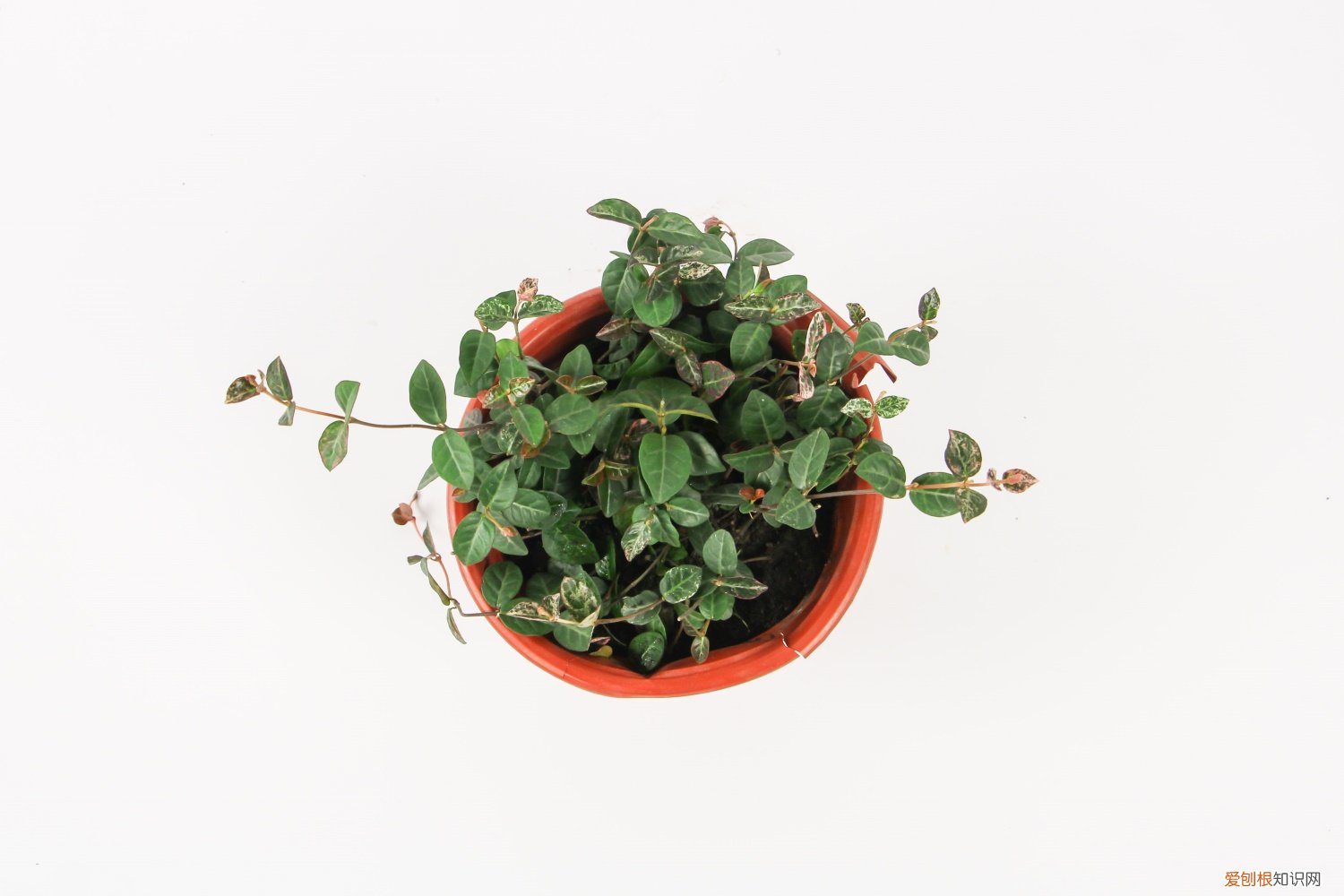 五彩络石与花叶络石 五彩络石为什么不开花