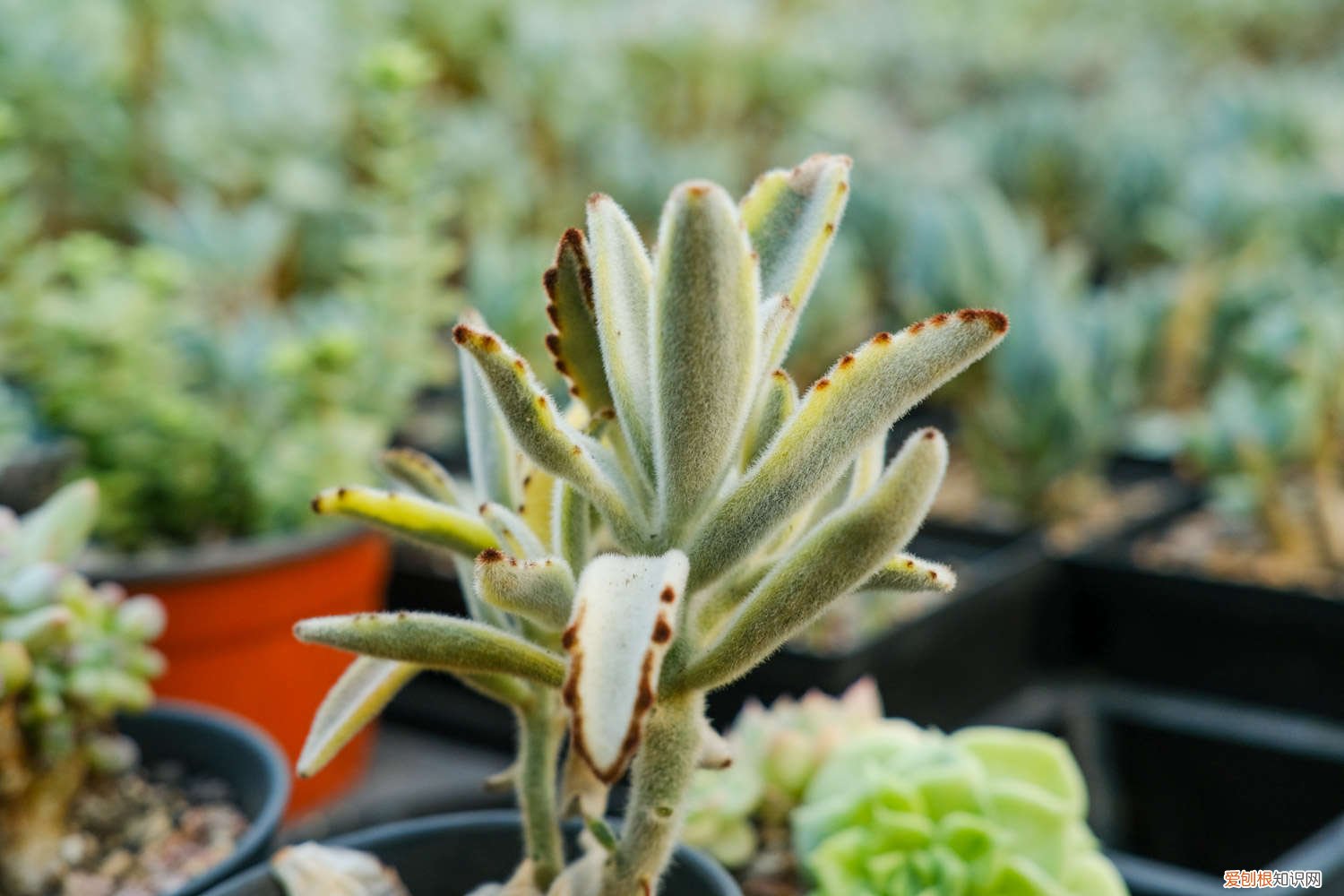 兔耳多肉植物怎么繁殖 月兔耳多肉怎么繁殖，怎么养