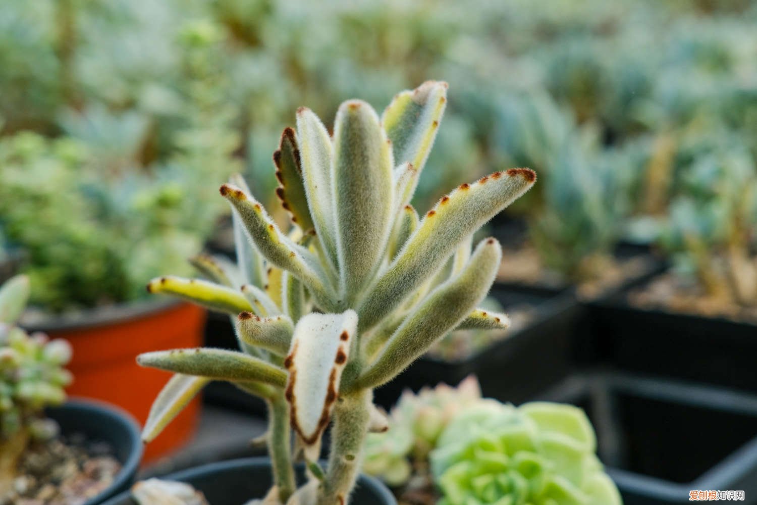 兔耳多肉植物怎么繁殖 月兔耳多肉怎么繁殖，怎么养