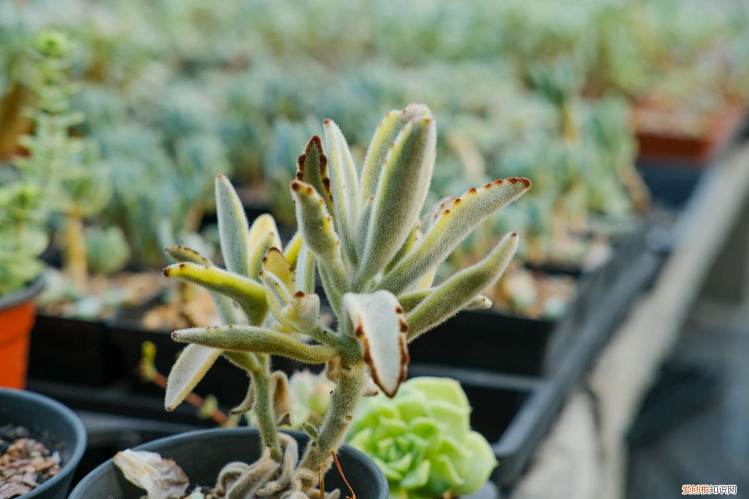 兔耳多肉植物怎么繁殖 月兔耳多肉怎么繁殖，怎么养