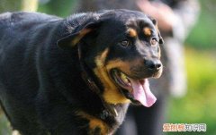 罗威纳犬怎么喂养 罗威纳犬喂养方法