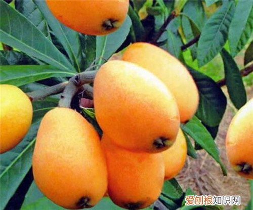 枇杷叶子的功效与作用枇杷叶煮水宝宝能喝吗