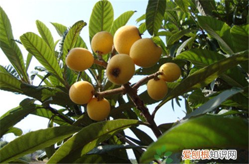 枇杷叶子的功效与作用枇杷叶煮水宝宝能喝吗