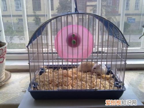 仓鼠笼子买什么样的好让小仓鼠活蹦乱跳的笼子推荐