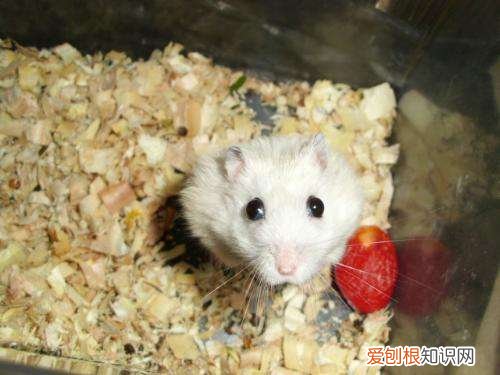 仓鼠笼子买什么样的好让小仓鼠活蹦乱跳的笼子推荐