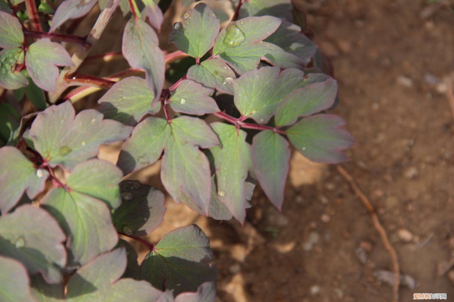 春天种的牡丹花叶子不开 牡丹国色天香，但是总不开花，快看看是不是浇水出了问题