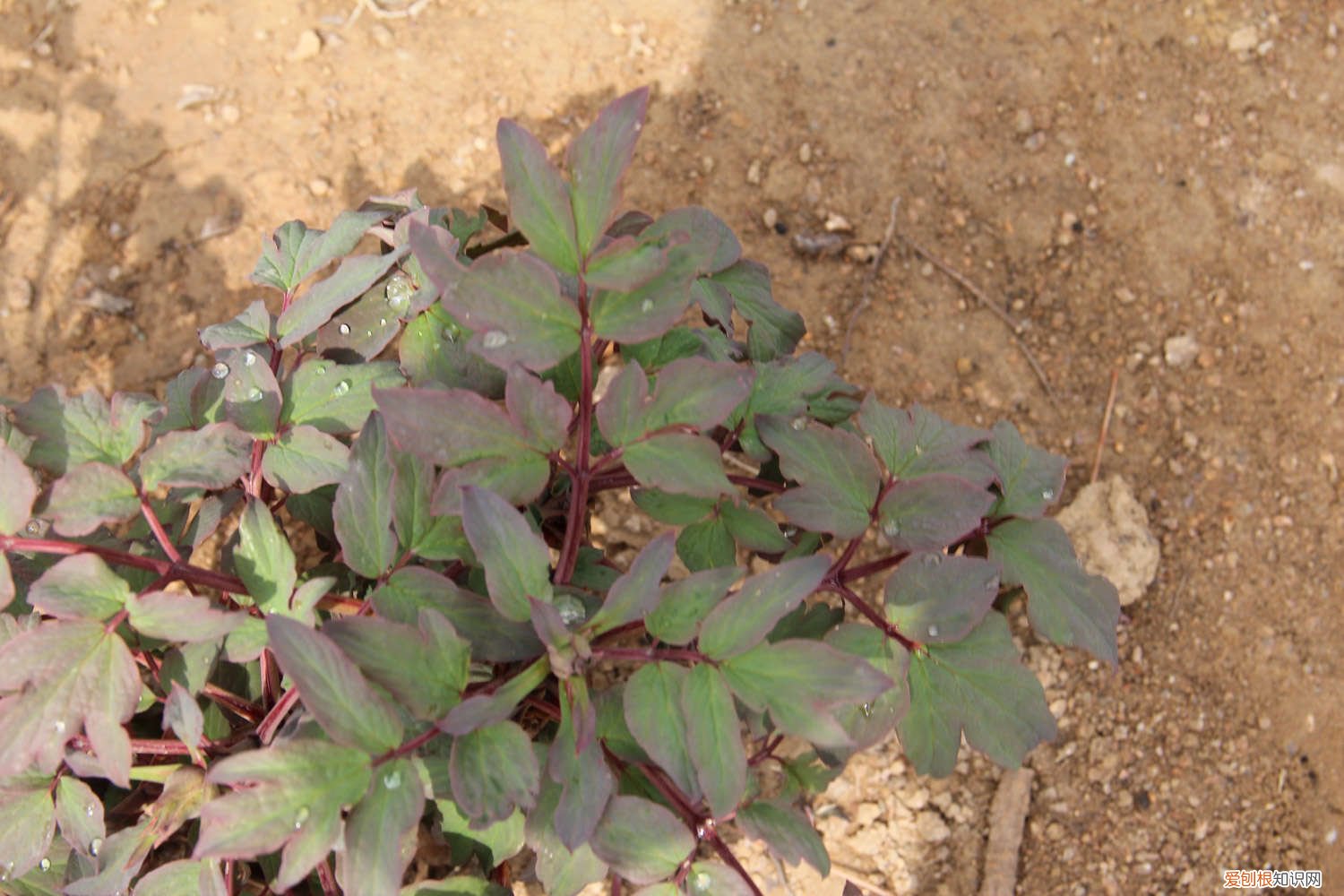 春天种的牡丹花叶子不开 牡丹国色天香，但是总不开花，快看看是不是浇水出了问题