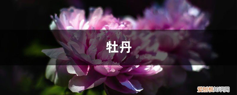 春天种的牡丹花叶子不开 牡丹国色天香，但是总不开花，快看看是不是浇水出了问题