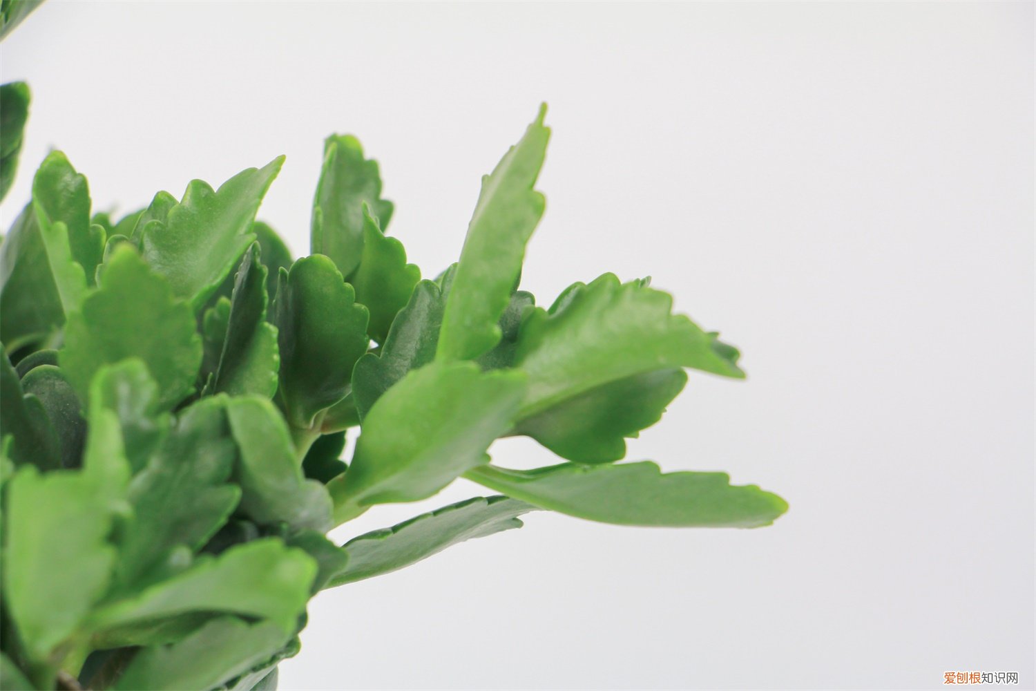 长寿花开完花叶子发黄 单位的“长寿花”叶子发黄了，排查后才知道，原来是因为没开窗！