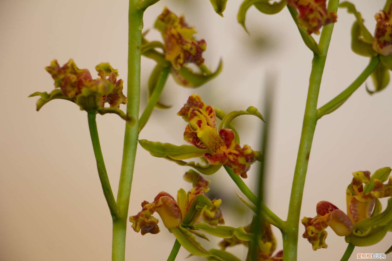 兰花最实用的肥料香菇土 兰花最实用的肥料