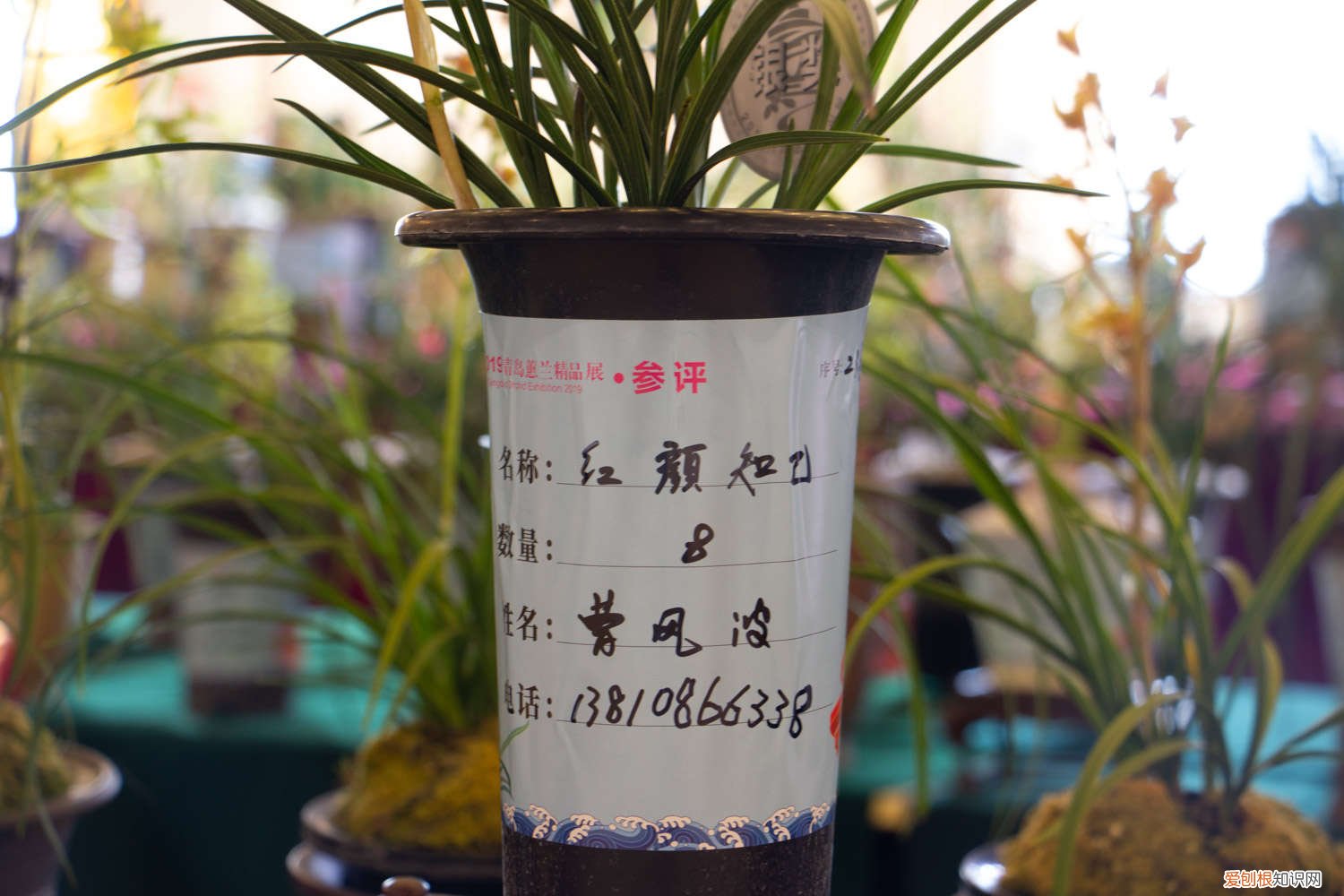 兰花最实用的肥料香菇土 兰花最实用的肥料