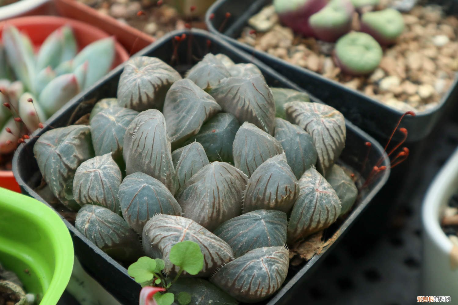 玉树扦插多久可以生根 玉露怎么扦插,扦插多久能生根