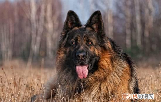 养德牧需要注意什么 养德牧的注意事项