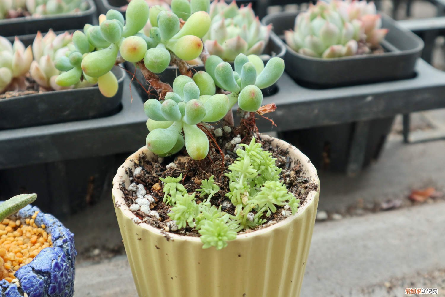 乙女心掉下来的叶子能扦插么 乙女心怎么修剪，怎么扦插