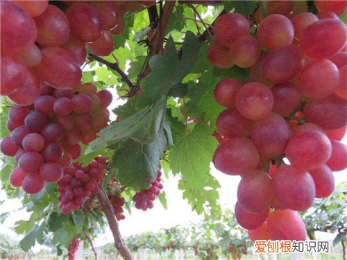 红提子孕妇可以吗红提子的功效与作用